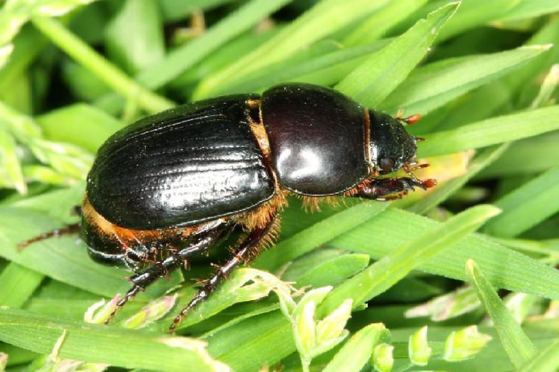 Black Beetle